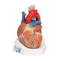 3B Scientific Heart, 7-part - w/ 3B Smart Anatomy 1008548